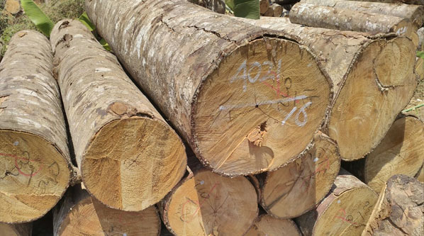 Pajak Atas Pembelian Kayu Oleh Bendahara Pemerintah