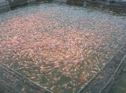 Cara Mengatasi ETAX 40003 dan ETax 20017